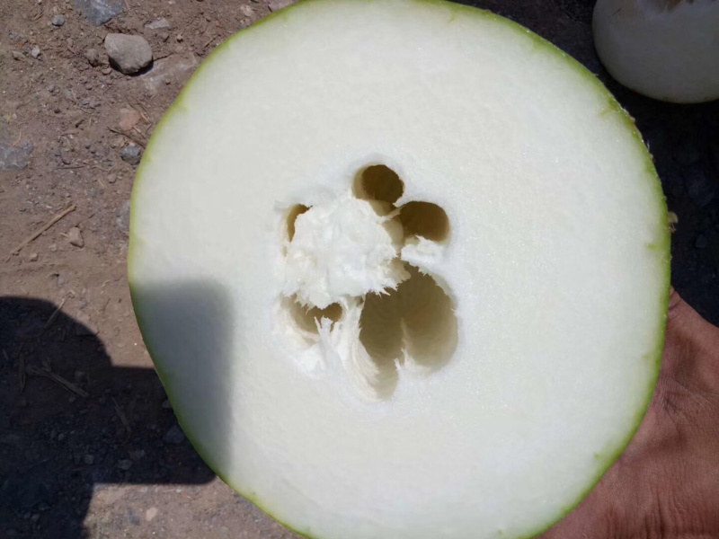 精品白皮冬瓜大量上市，一手货源保质保量价格便宜