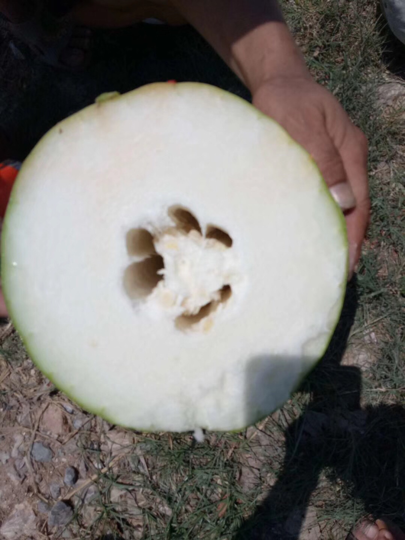 精品白皮冬瓜大量上市，一手货源保质保量价格便宜