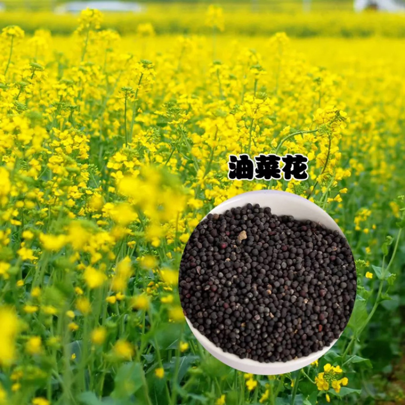 四季油菜籽景观型观赏油菜花种子高产可榨油菜种籽花海易种牧