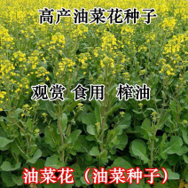 四季油菜籽景观型观赏油菜花种子高产可榨油菜种籽花海易种牧