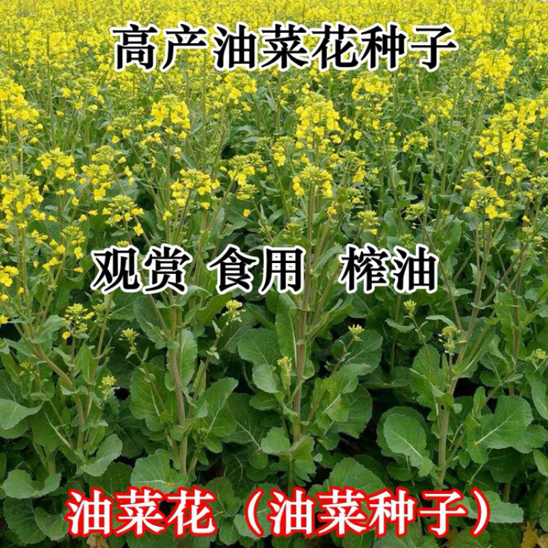 四季油菜籽景观型观赏油菜花种子高产可榨油菜种籽花海易种牧