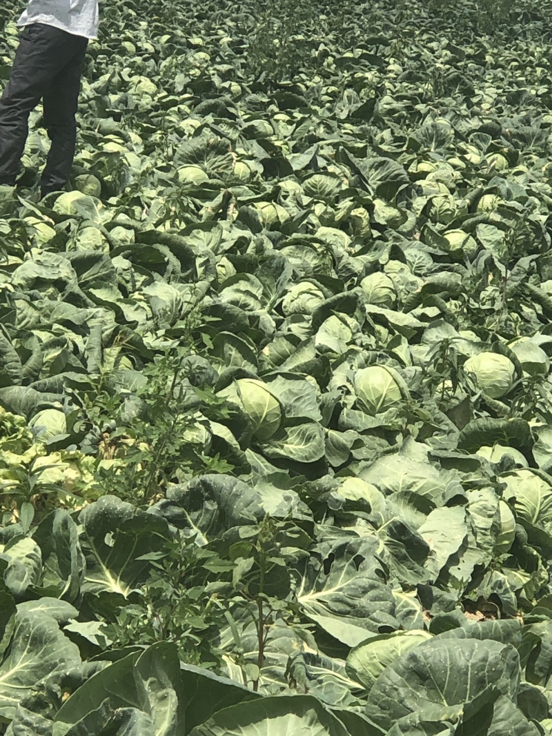 甘蓝，价低质优可连续提规模提供