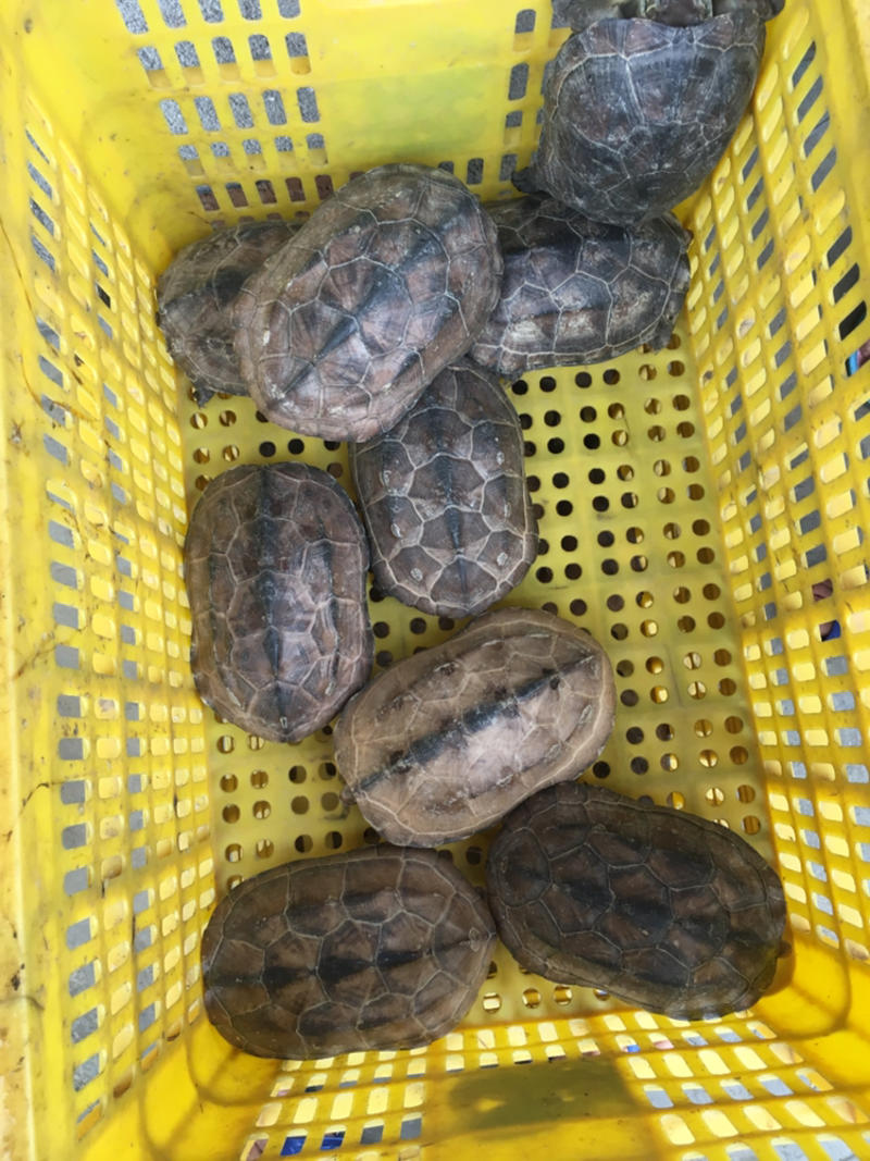 中华草龟，自家养殖！！！
