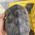 中华草龟，自家养殖！！！