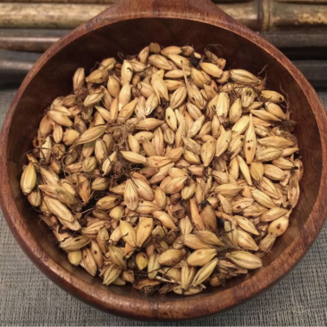 【炒麦芽】炒麦芽量大从优物美价廉产地直供