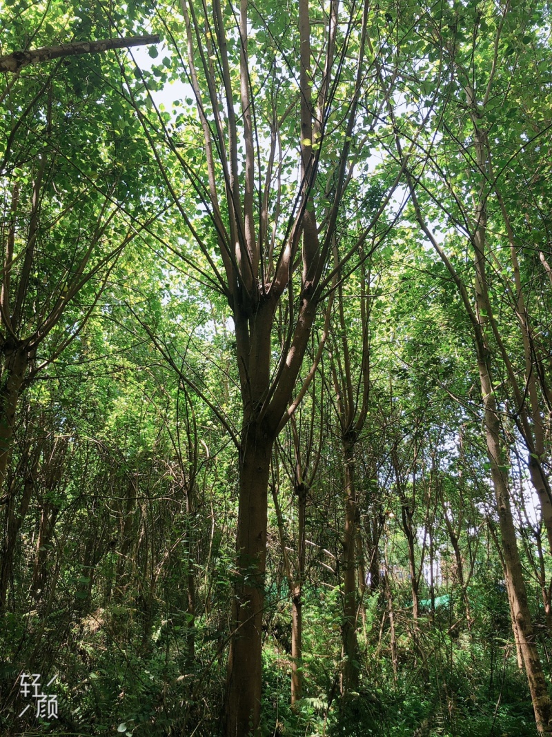 菩提榕15-25分地苗