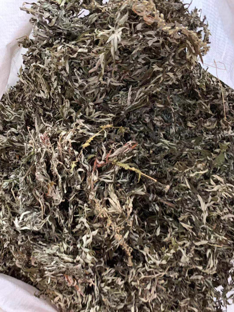 艾叶颜色青野生小叶艾