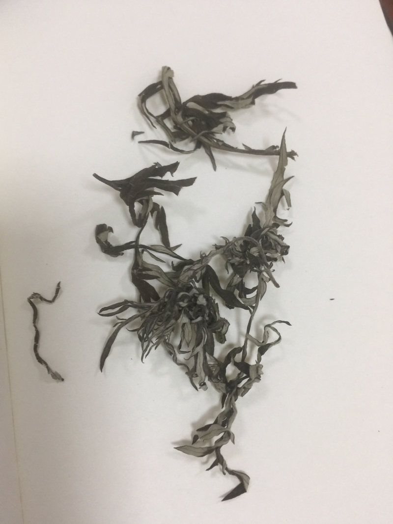 艾叶颜色青野生小叶艾