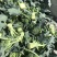 西兰花大量有货，四万斤起，价格便宜
