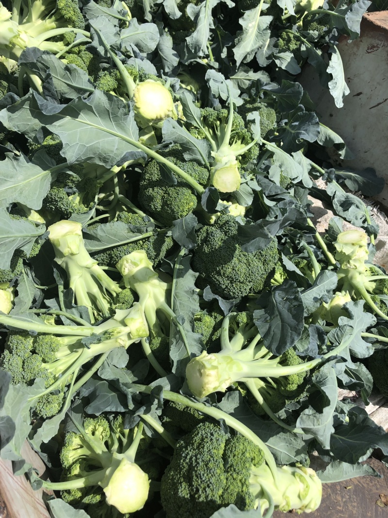 西兰花大量有货，四万斤起，价格便宜