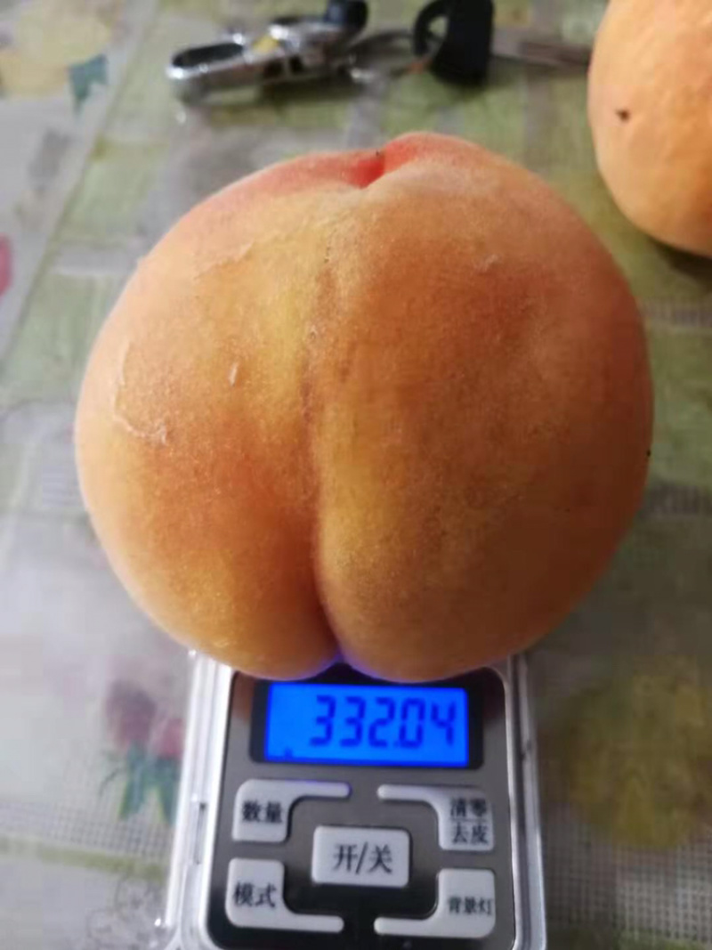精品黄桃安徽黄桃套袋黄桃大黄桃平头黄桃