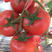 苗场直供，大红西红柿，盆穴苗，预定优惠。