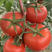 苗场直供，大红西红柿，盆穴苗，预定优惠。