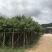 大叶紫薇