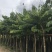 大叶紫薇