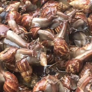 黑肉蜗牛