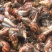 黑肉蜗牛