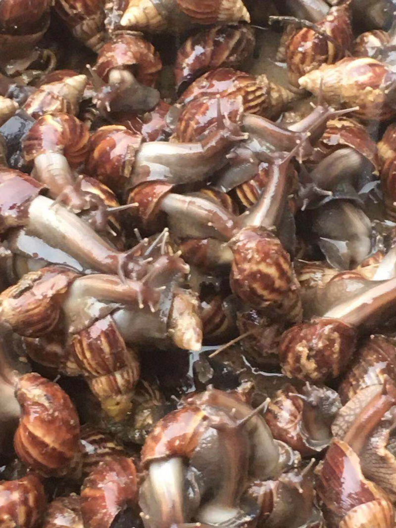 黑肉蜗牛