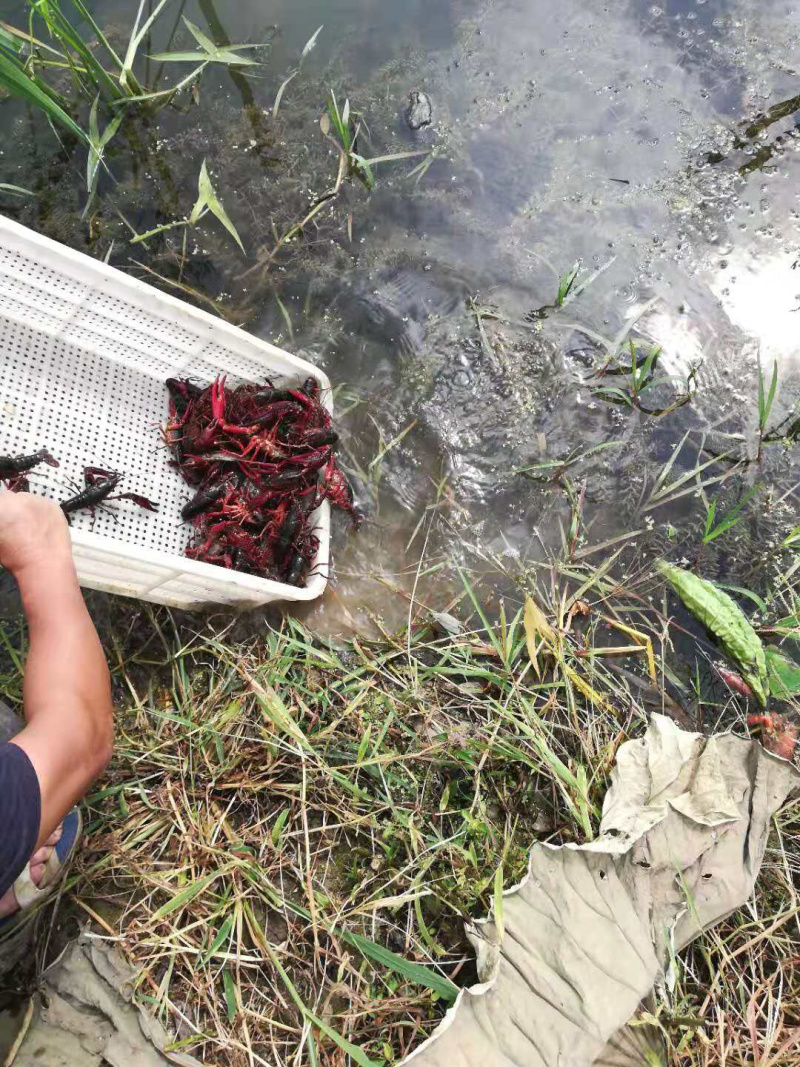 贵州安顺种虾、商品虾