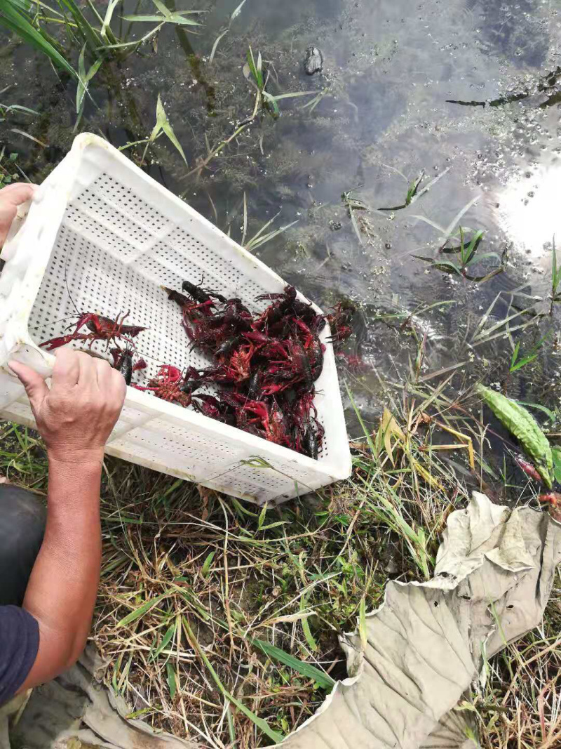 贵州安顺种虾、商品虾