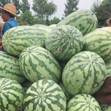西农八号，量大、需要的前来釆购