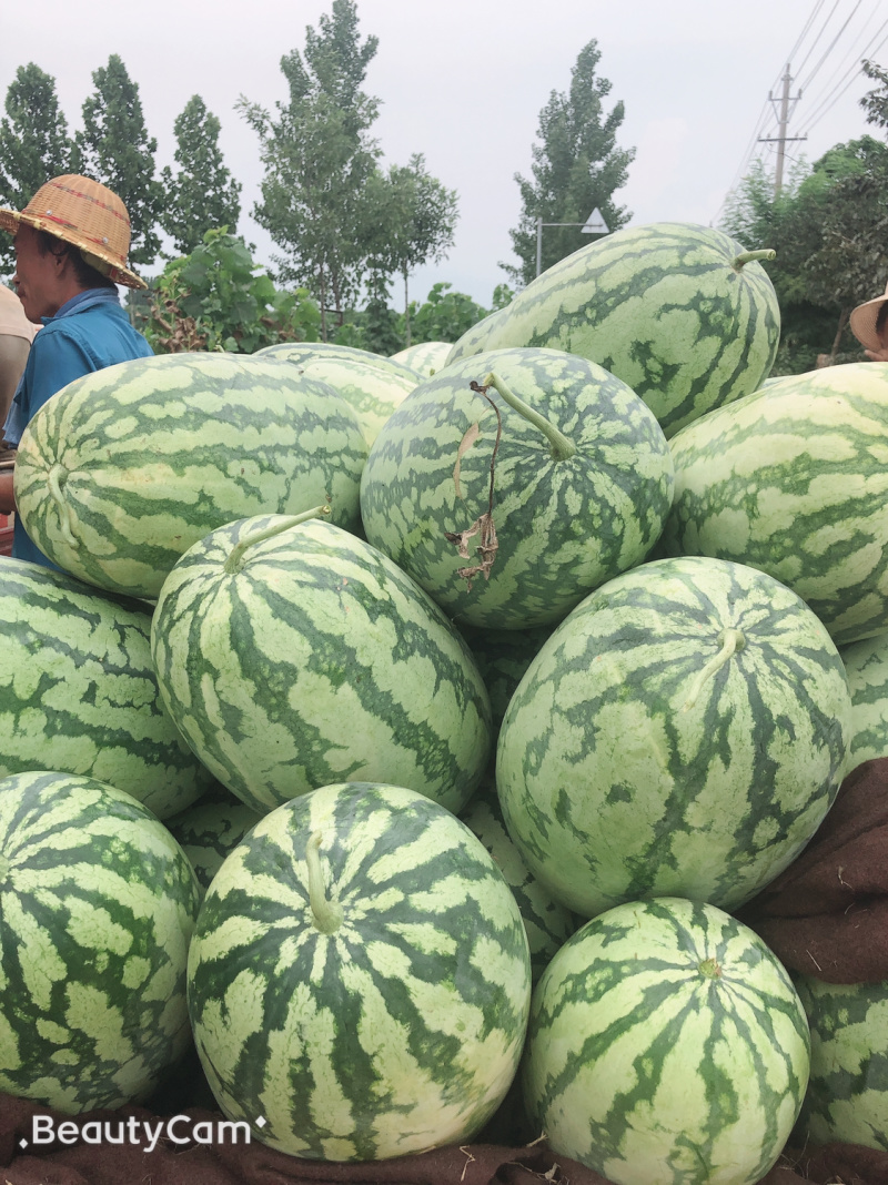 西农八号，量大、需要的前来釆购