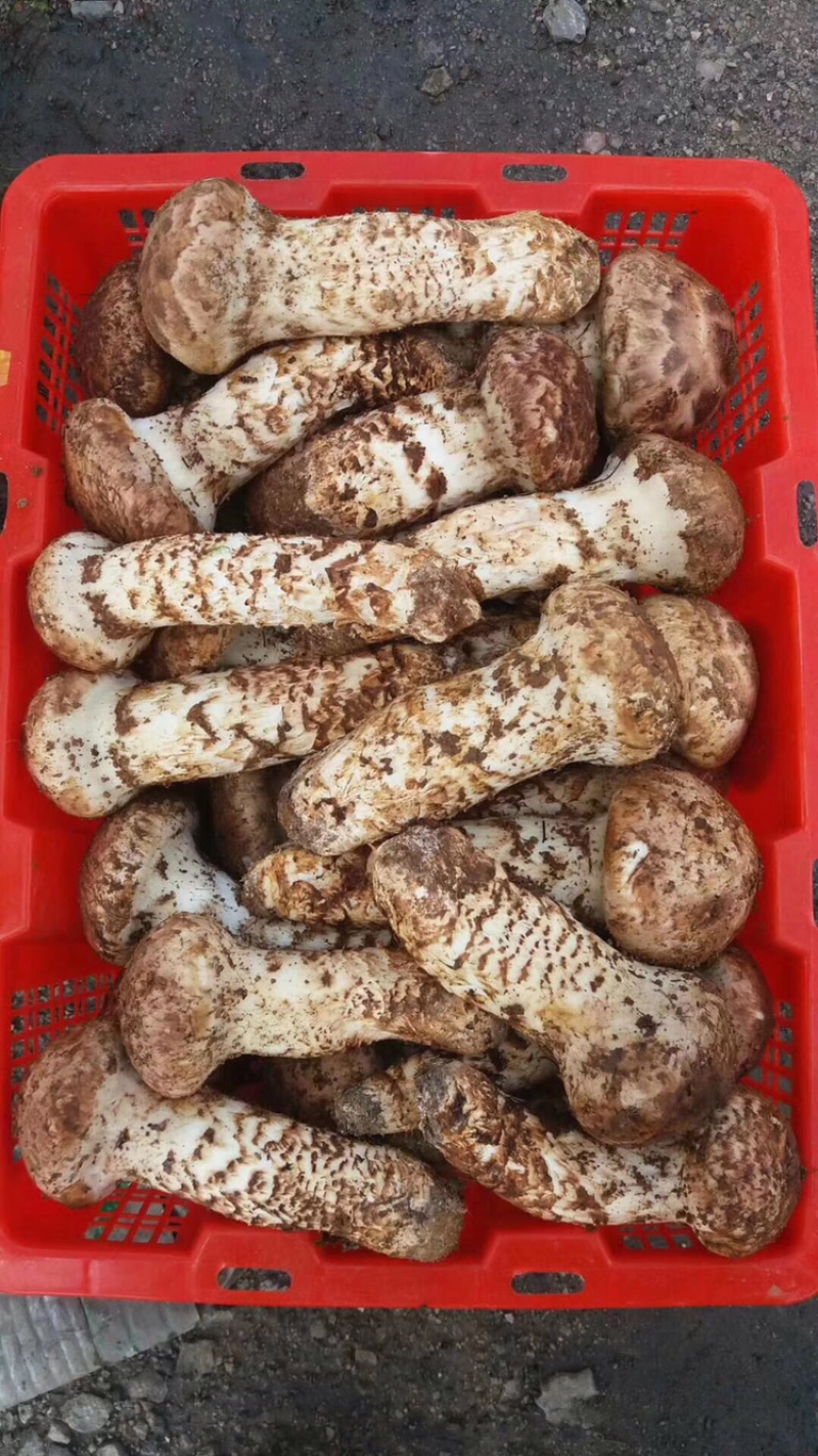松茸云南野生松茸