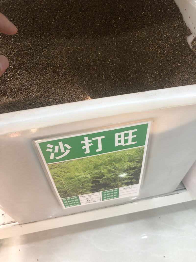 沙打旺种子多年生牲畜青饲防沙固土护坡