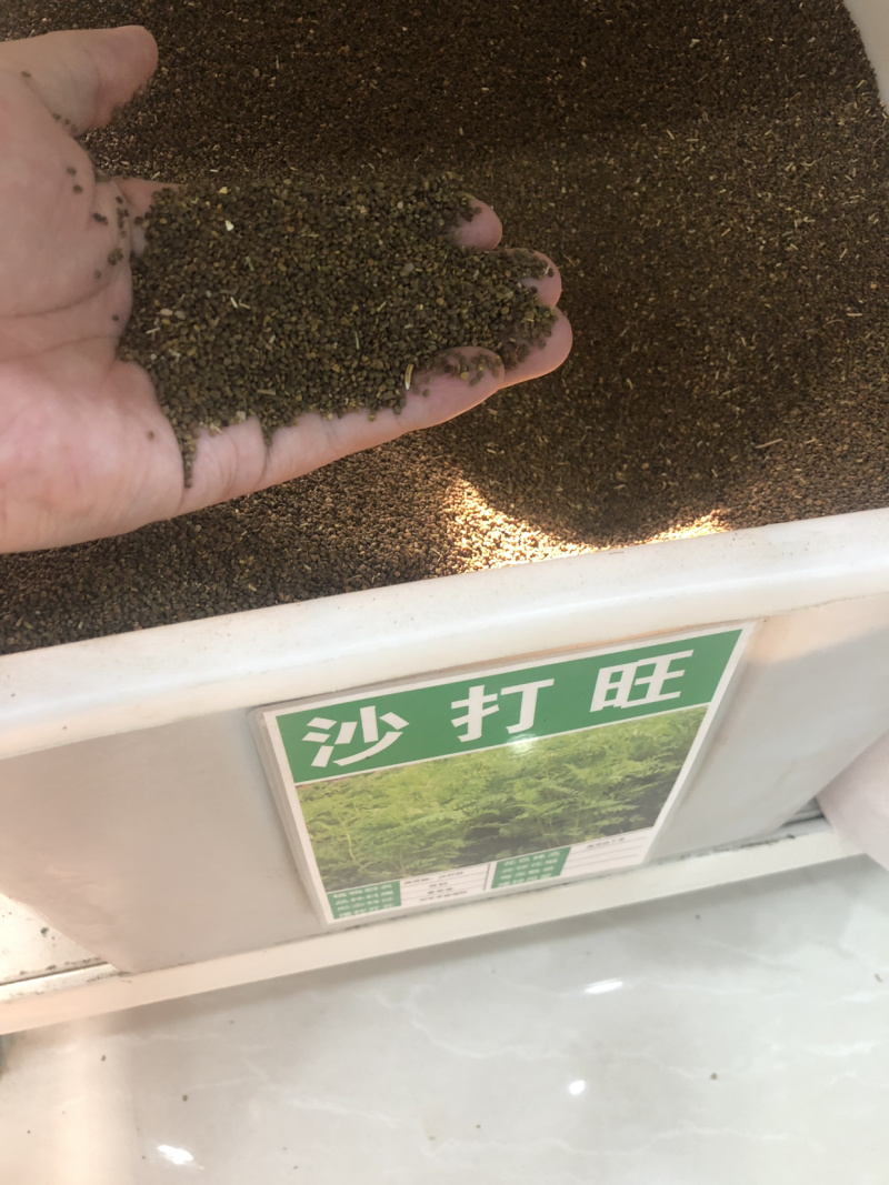 沙打旺种子多年生牲畜青饲防沙固土护坡