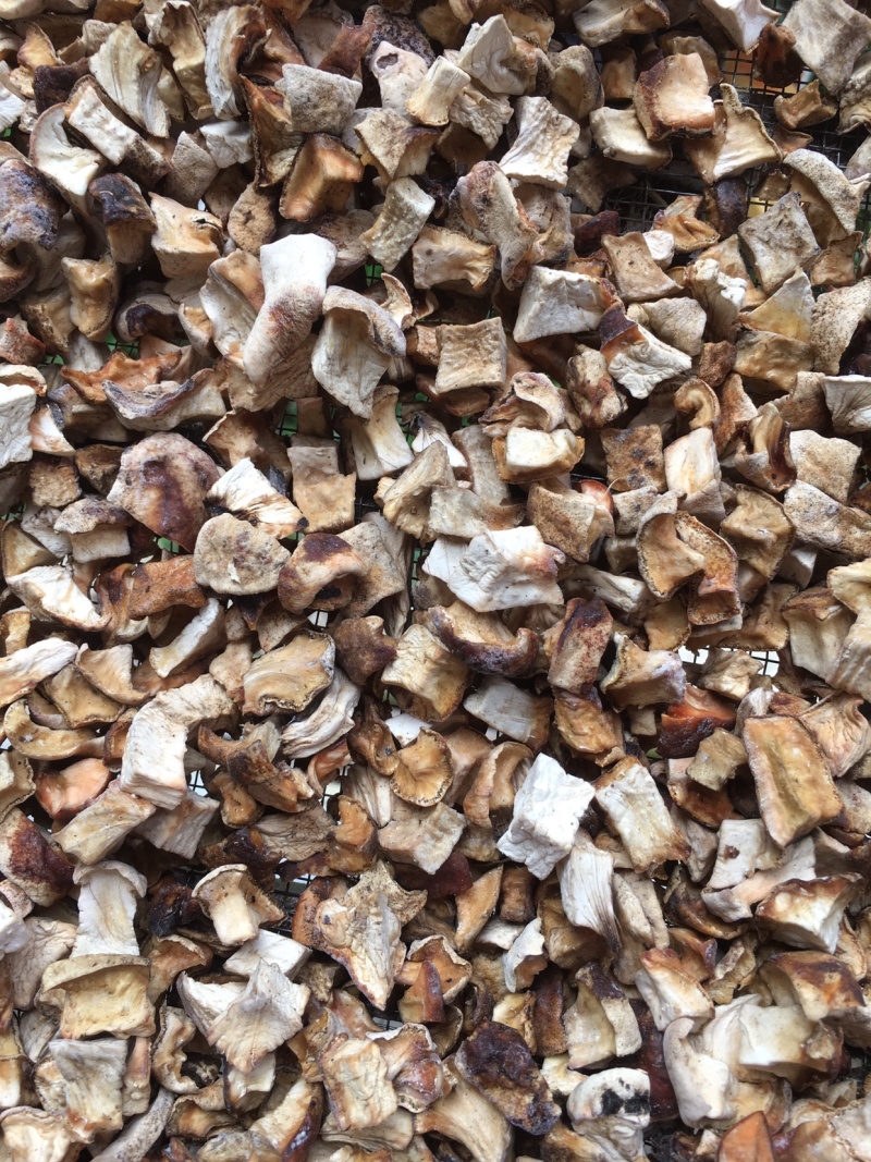 纯野生虎乳灵芝又名肉球菌，品质新货规格齐全