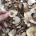 纯野生虎乳灵芝又名肉球菌，品质新货规格齐全