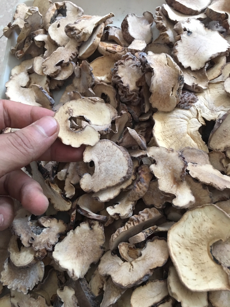 纯野生虎乳灵芝又名肉球菌，品质新货规格齐全