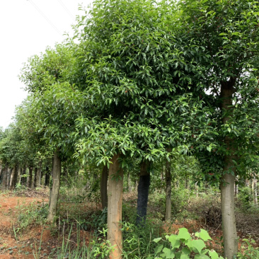 15公分杜英基地直发量大从优一条龙服务