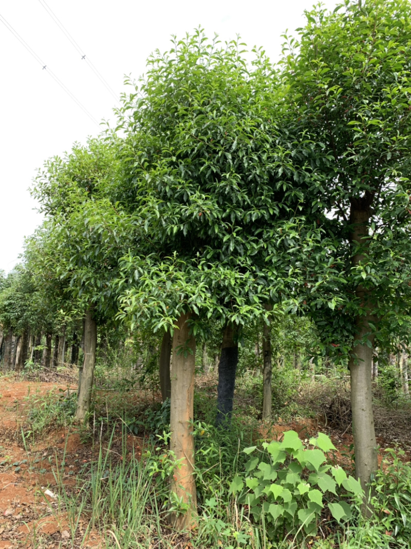 15公分杜英基地直发量大从优一条龙服务