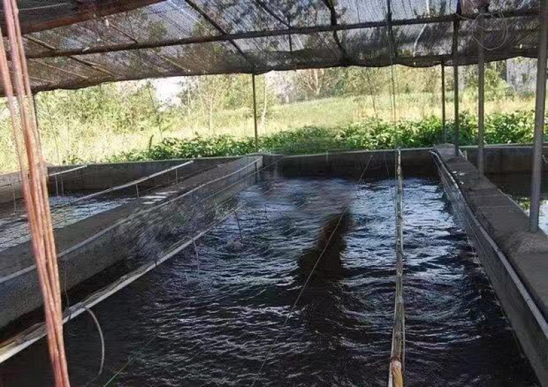 雅鱼苗冷水鱼淡水养殖食用鱼苗量大从优欢迎老板实地考察