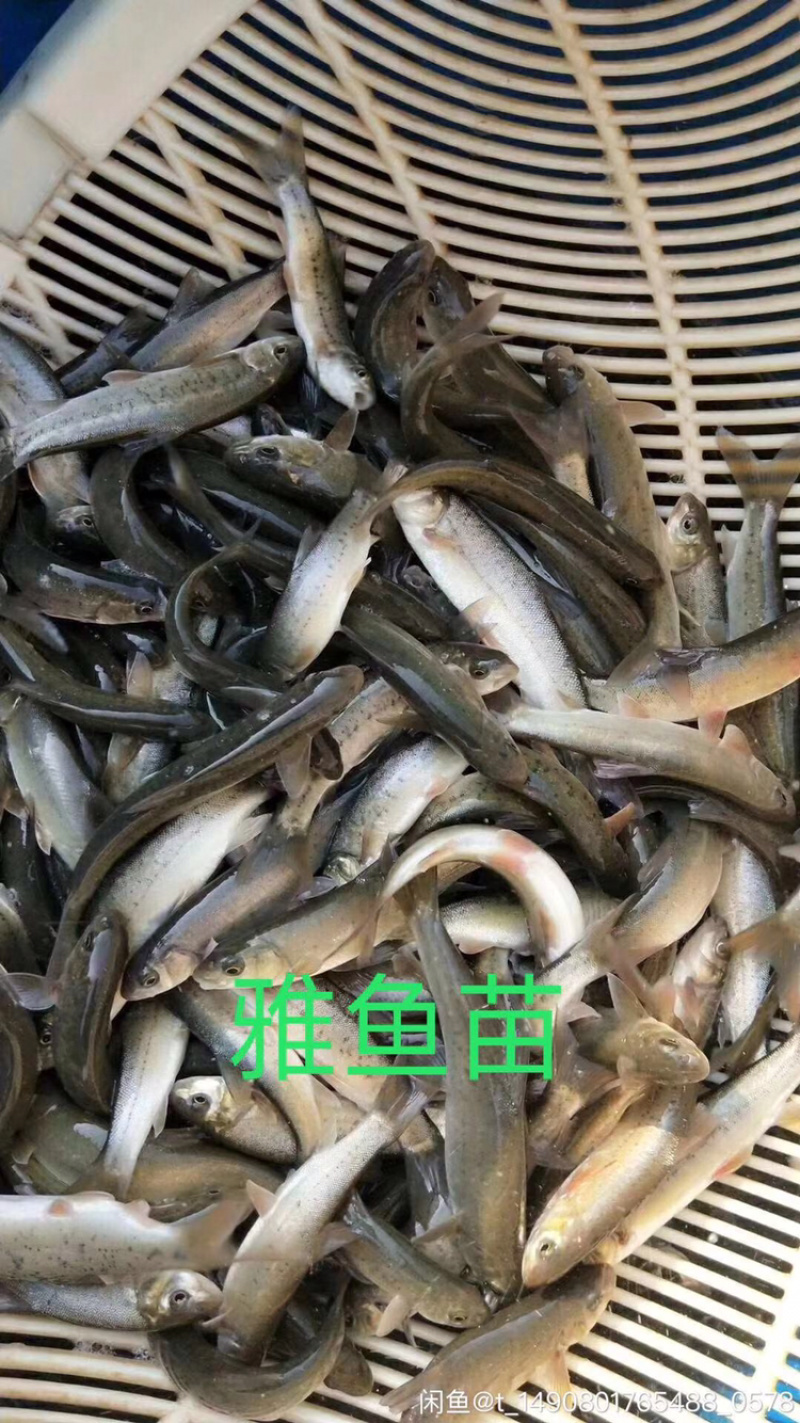 雅鱼苗冷水鱼淡水养殖食用鱼苗量大从优欢迎老板实地考察
