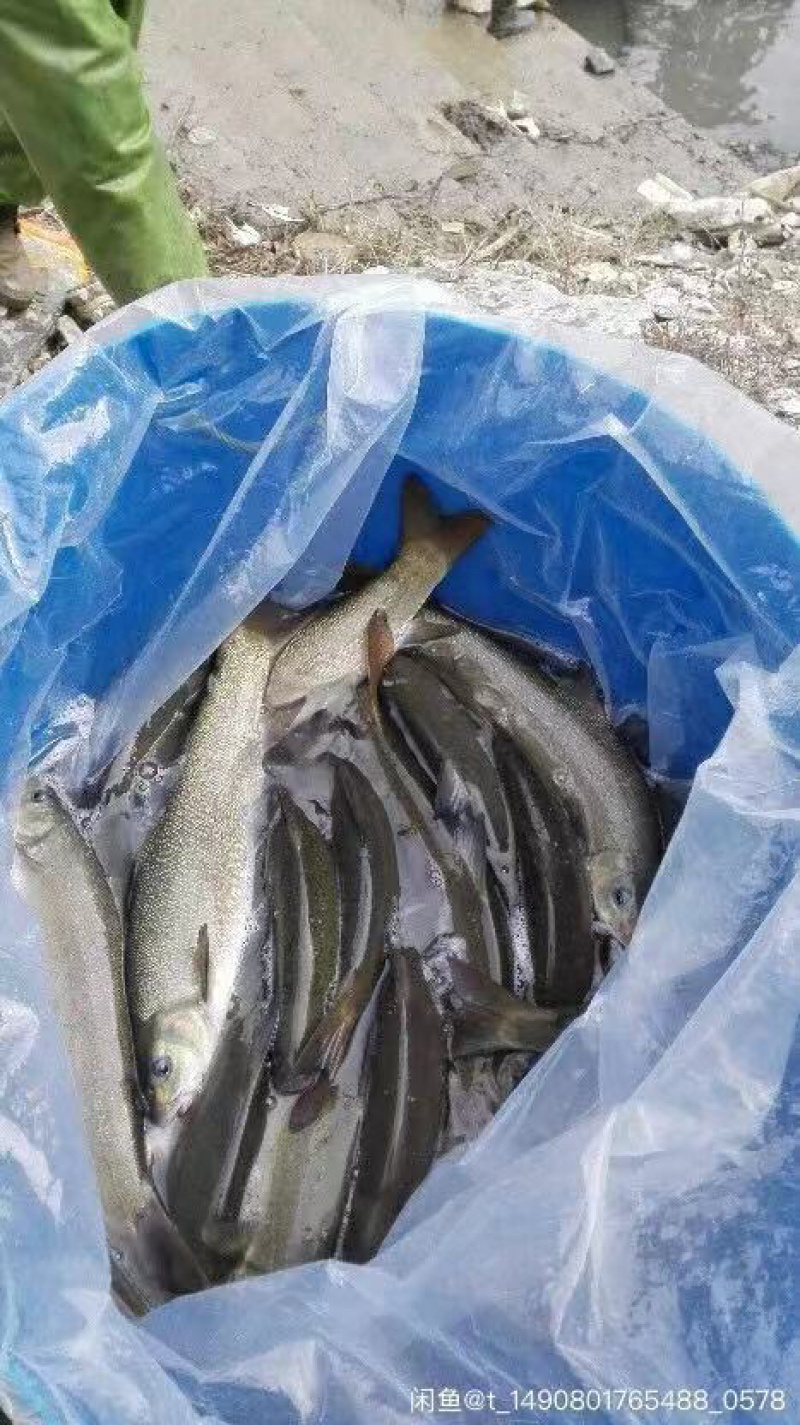 雅鱼苗冷水鱼淡水养殖食用鱼苗量大从优欢迎老板实地考察