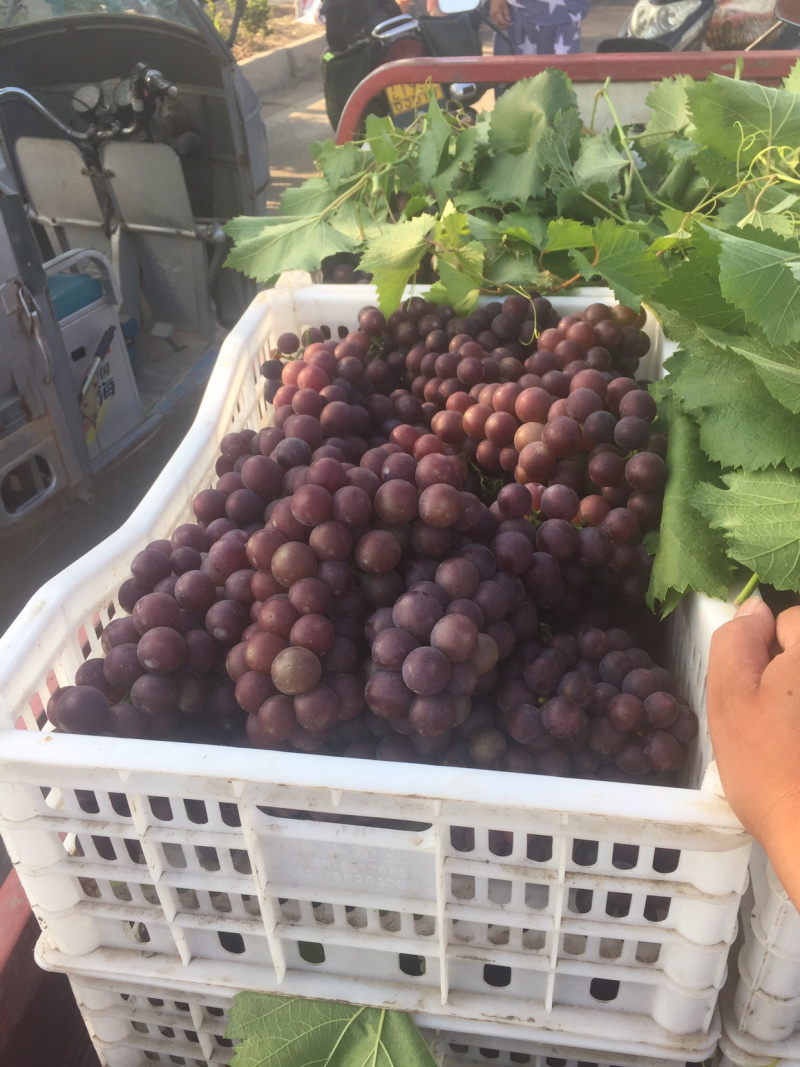 巨峰葡萄
