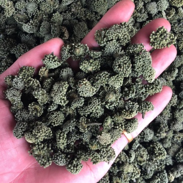 三七花云南文山产地批发三七花500克起