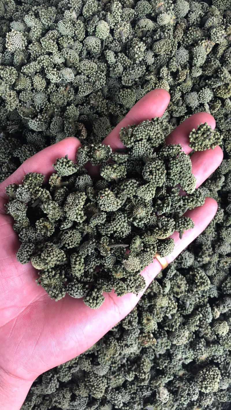 三七花云南文山产地批发三七花500克起