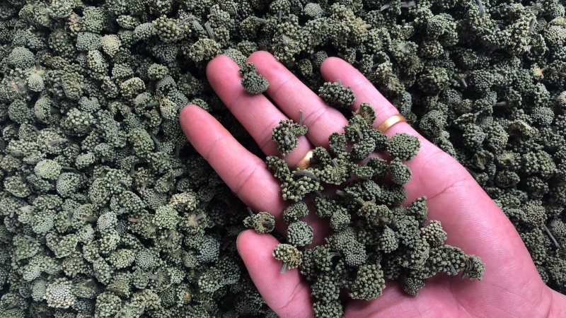 三七花云南文山产地批发三七花500克起