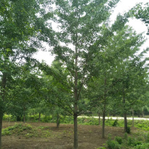 银杏树嫁接银杏树基地直销、规格齐全，诚信经营