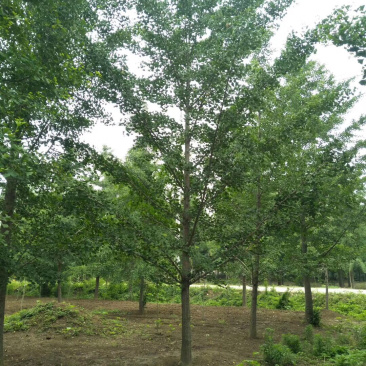 银杏树嫁接银杏树基地直销、规格齐全，诚信经营