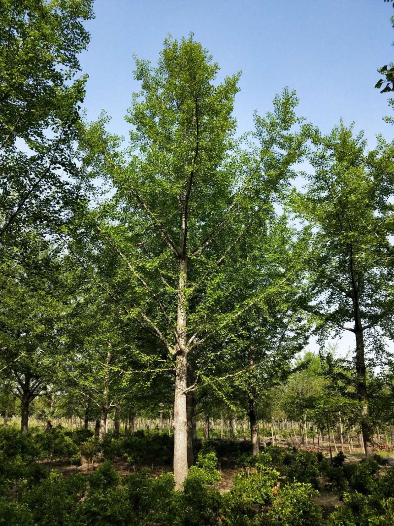 银杏树嫁接银杏树基地直销、规格齐全，诚信经营