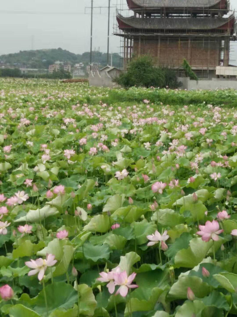 优质莲蓬草莲子新鲜莲蓬莲子基地直供支持一件代发