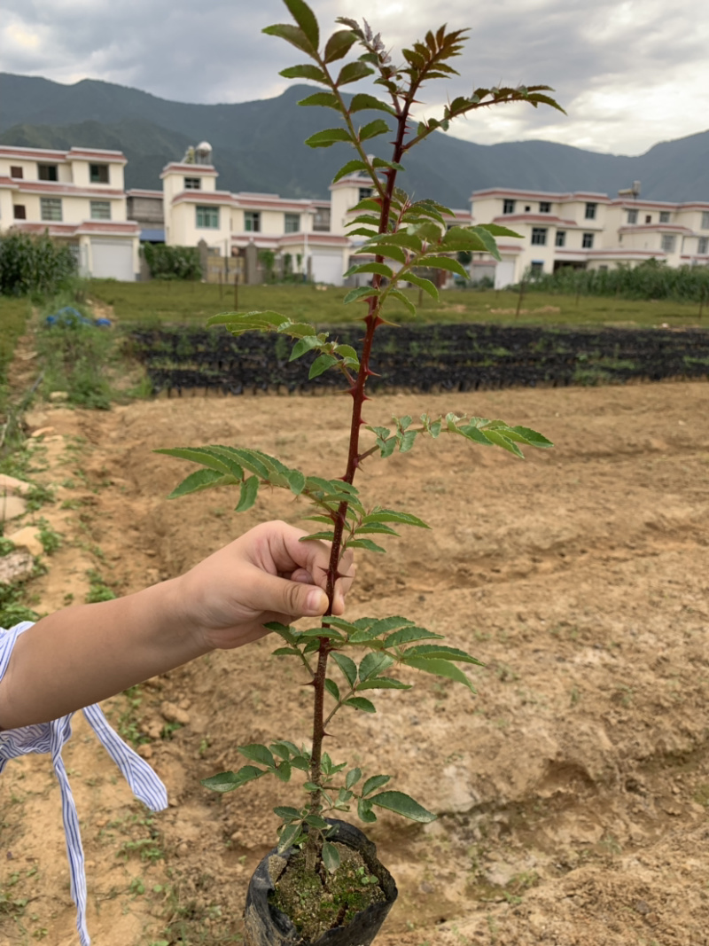 花椒苗，红花椒，正路椒，汉源贡椒，营养袋花椒苗，