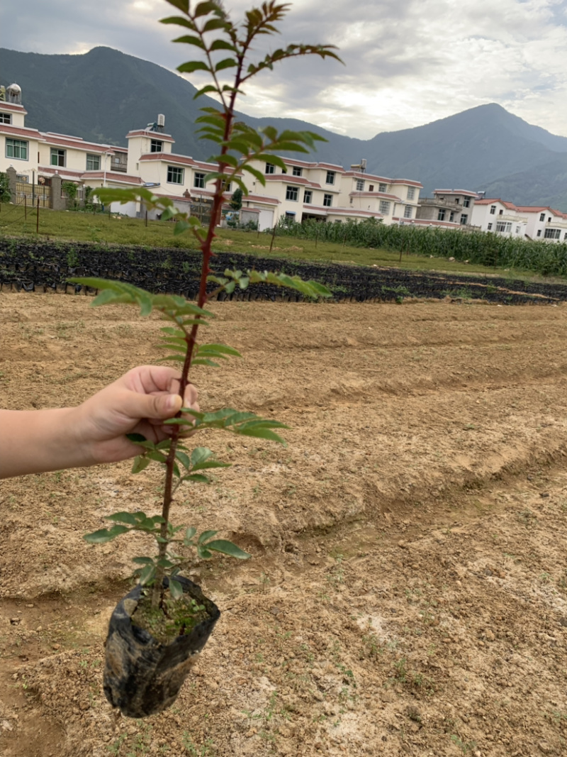 花椒苗，红花椒，正路椒，汉源贡椒，营养袋花椒苗，