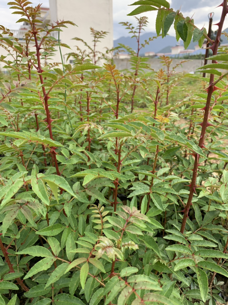 花椒苗，红花椒，正路椒，汉源贡椒，营养袋花椒苗，