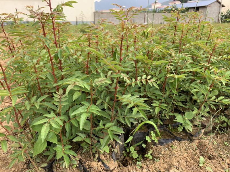 花椒苗，红花椒，正路椒，汉源贡椒，营养袋花椒苗，