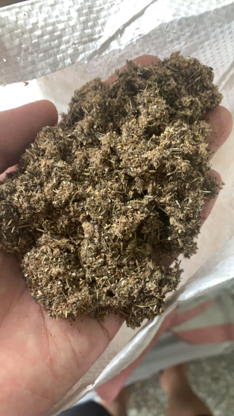 艾草种子食用药用野生草艾绒香驱蚊四季种青蒿艾蒿艾